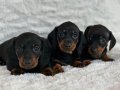 Özenle Yetiştirilmiş Mini Ve Sağlıklı Dachshund Bebekler 