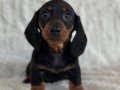 Özenle Yetiştirilmiş Mini Ve Sağlıklı Dachshund Bebekler 