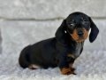 Özenle Yetiştirilmiş Mini Ve Sağlıklı Dachshund Bebekler 