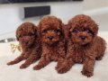 Ataşehir’de Kıvırcık Kızıl Toy Poodle Yavruları