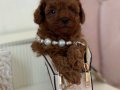 Ataşehir’de Kıvırcık Kızıl Toy Poodle Yavruları
