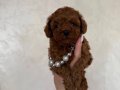 Ataşehir’de Kıvırcık Kızıl Toy Poodle Yavruları