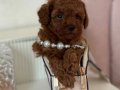 Ataşehir’de Kıvırcık Kızıl Toy Poodle Yavruları
