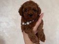 Ataşehir’de Kıvırcık Kızıl Toy Poodle Yavruları