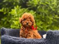 Toy Poodle Irkının En Güzel Bebekleri 