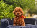 Toy Poodle Irkının En Güzel Bebekleri 