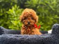 Toy Poodle Irkının En Güzel Bebekleri 
