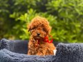 Toy Poodle Irkının En Güzel Bebekleri 