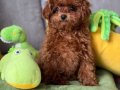 Kıvırcık Sevimli Toy poodle Bebekler 