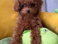 Kıvırcık Sevimli Toy poodle Bebekler 