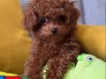 Kıvırcık Sevimli Toy poodle Bebekler 