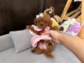 Kore Poodle En İyisini İsteyene hazır Yavrular 