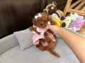 Kore Poodle En İyisini İsteyene hazır Yavrular 
