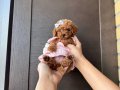 Kore Poodle En İyisini İsteyene hazır Yavrular 