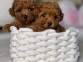 Kore Kan Üst Kalite Değerli Poodle Bebekler 