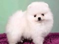 Ayıcık Surat Boo Pomeranian Yavrular 