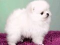 Ayıcık Surat Boo Pomeranian Yavrular 