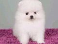 Ayıcık Surat Boo Pomeranian Yavrular 