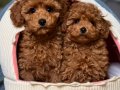Red Brown Toy Poodle Irk Garantili Yavrular 