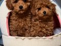 Red Brown Toy Poodle Irk Garantili Yavrular 
