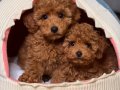 Red Brown Toy Poodle Irk Garantili Yavrular 