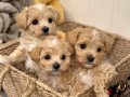 Mini Sevimli Büyümeyecek Maltipoo Bebekler 