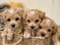 Mini Sevimli Büyümeyecek Maltipoo Bebekler 