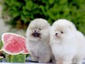 Üst Kalite Teddy Surat Pomeranian 