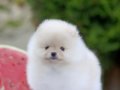 Üst Kalite Teddy Surat Pomeranian 