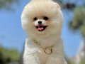 Bol Tüylü Akıllı Pomeranian Irkı Bebekler 