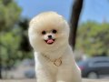 Bol Tüylü Akıllı Pomeranian Irkı Bebekler 