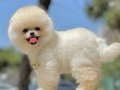 Bol Tüylü Akıllı Pomeranian Irkı Bebekler 