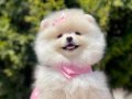 Safkan Pomeranian Yavrular