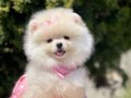 Safkan Pomeranian Yavrular