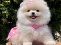 Safkan Pomeranian Yavrular