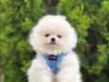 Sevimliliğin En Tatlı Hali Pomeranian Bebekler 