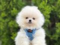 Sevimliliğin En Tatlı Hali Pomeranian Bebekler 
