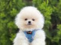 Sevimliliğin En Tatlı Hali Pomeranian Bebekler 