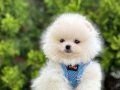 Sevimliliğin En Tatlı Hali Pomeranian Bebekler 