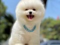 Küçük ırk Sevenlere Özel Pomeranian 