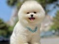 Küçük ırk Sevenlere Özel Pomeranian 