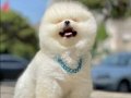 Küçük ırk Sevenlere Özel Pomeranian 