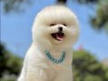 Küçük ırk Sevenlere Özel Pomeranian 