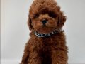 Red Brown Toy Poodle bebekler 