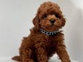 Red Brown Toy Poodle bebekler 