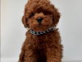 Red Brown Toy Poodle bebekler 
