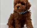 Red Brown Toy Poodle bebekler 