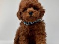 Red Brown Toy Poodle bebekler 
