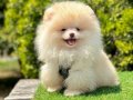 Pomeranian Yavrularımız Yuva Bekliyor 
