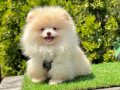 Pomeranian Yavrularımız Yuva Bekliyor 